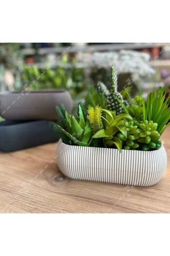 ToXA 5 Parça Karasu Plastik Mercan Saksı Seti Bej Kaktüs Sukulent Saksısı Set