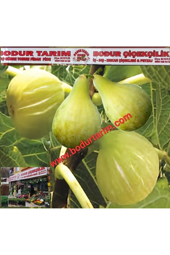 BODUR TARIM Bulancak 2 Yaşında Yarı Bodur Dokukültürü Tüplü Topraklı Beyaz Bardak Incir Meyve Fidanı