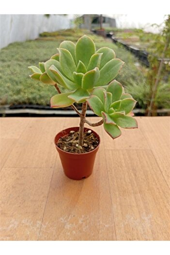 Ravza Çiçekçilik Aeonium Howartii ( 5,5 Cm Saksıda )