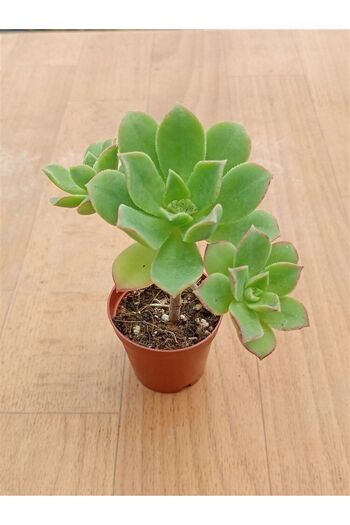 Ravza Çiçekçilik Aeonium Howartii ( 5,5 Cm Saksıda )