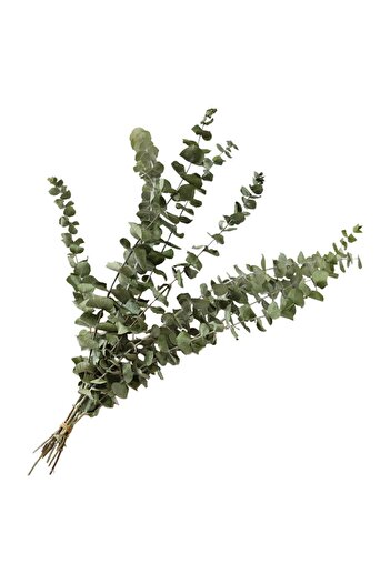 Nettenevime Şoklanmış Okaliptus Stabilize Kuru Çiçek Yeşil 50 Gram
