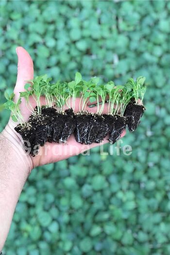 Gardina Roka Fidesi 10 Adet