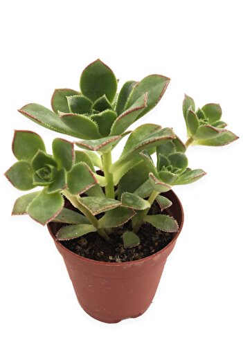 LEVANT Aeonium Haworthii Sukulent 5,5cm Saksıda