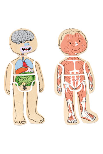 Beleduc İnsan Anatomisi Puzzle - Erkek