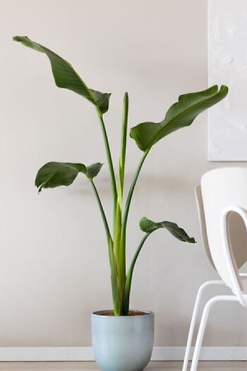 Garden Online Starliçe Cennet Kuşu Çiçeği - Strelitzia Nicolai Canlı Salon Bitkisi 130 - 150 cm