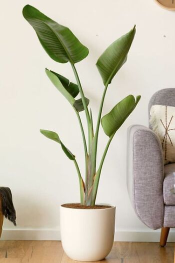 Garden Online Starliçe Cennet Kuşu Çiçeği - Strelitzia Nicolai Canlı Salon Bitkisi 130 - 150 cm