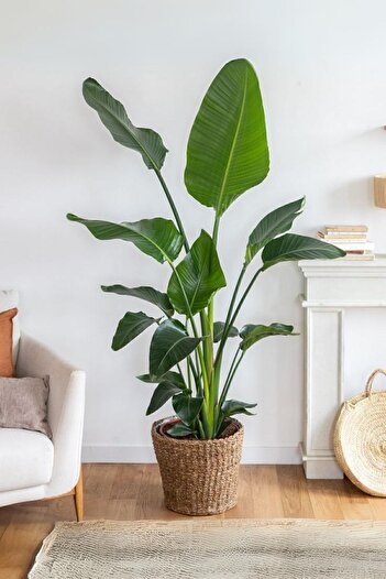 Garden Online Strelitzia Nicolai - Üç Köklü Starliçe Cennet Kuşu Canlı Salon Bitkisi 140 - 160 cm