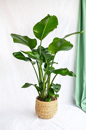 Garden Online Strelitzia Nicolai - Üç Köklü Starliçe Cennet Kuşu Canlı Salon Bitkisi 140 - 160 cm
