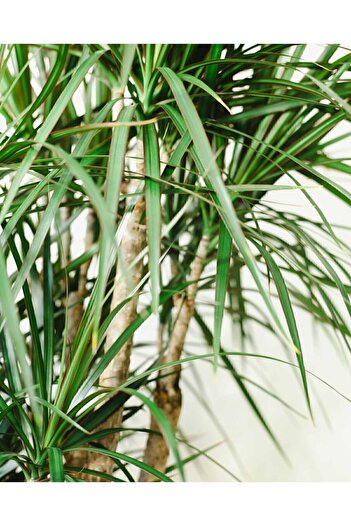 Green Flora Dracaena Marginata Büyük Boy - Madagaskar Dragon Ağacı Üç Gövdeli Canlı Salon Bitkisi 130 - 150 Cm