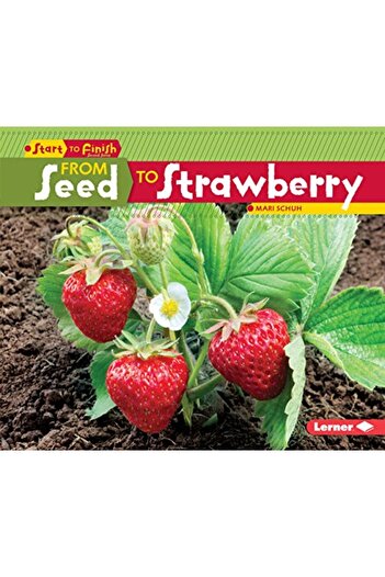Ingram From Seed To Stawberry