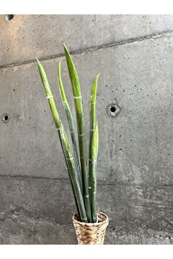LAMEDORE Yeşil Flora Uzun Dallar