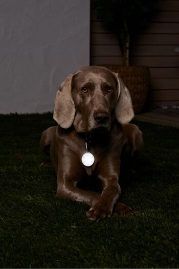 Tchibo LED Pendant For A Dog Collar, White