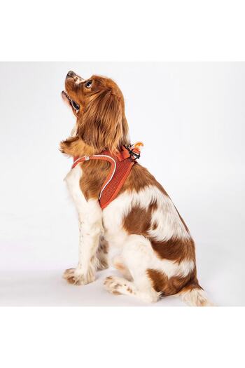 Pawstar Tile Air-mesh Chest Collar Cat Dog Chest Collar