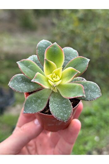 SukuLand Aeonium Kiwi İthal Koleksiyonluk 5,5cm Saksıda