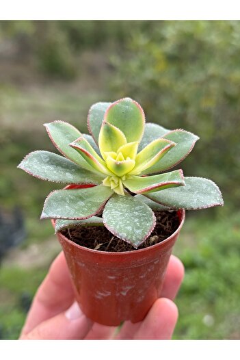 SukuLand Aeonium Kiwi İthal Koleksiyonluk 5,5cm Saksıda