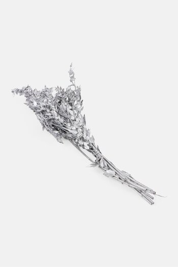 Muy Mucho Dried Preserved Ruscus Flowers 70 cm, Silver
