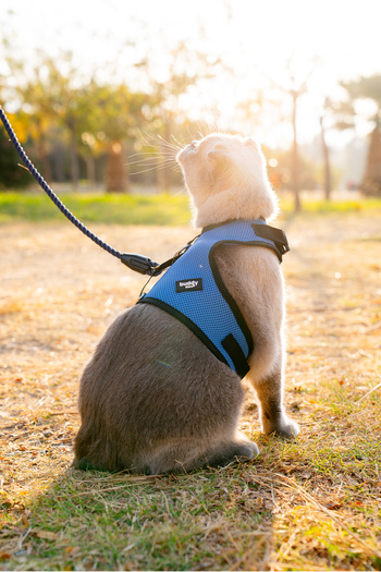 Buddy Store Cat & Dog Harness - Airmesh New Generation Breathable Fabric Blue Harness