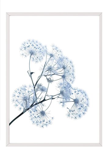 Postifull Blue Dandelion Framed Painting, White Frame and Poster, Wall Painting Comfort Series No:108374
