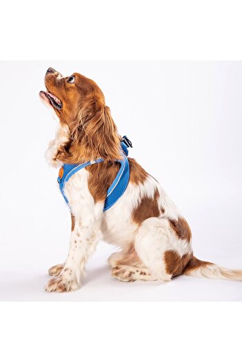 Pawstar Blue Air-mesh Chest Collar Cat Dog Chest Collar