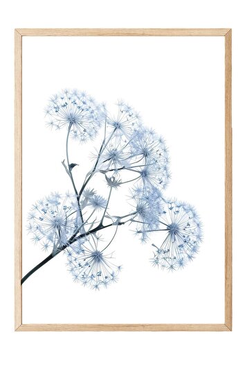 Postifull Blue Dandelion Framed Painting, Wooden Frame and Poster, Wall Painting Comfort Series No:108374