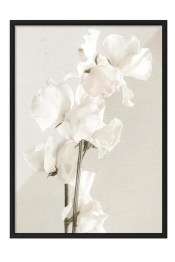 Postifull In Full Bloom Framed Painting, Black Frame and Poster, Vertical Wall Painting Comfort Series No:108434