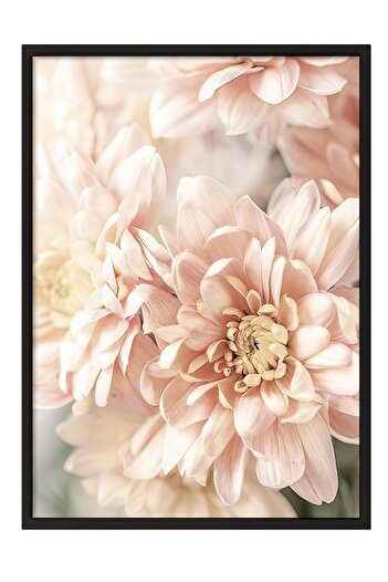 Postifull Pastel Dahlias Framed Painting, Black Frame and Poster, Wall Painting Comfort Series No:108388