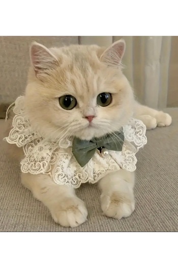Animalovers Stylish Braided Cat Collar Adjustable Neck Jewelry with Bow Tie and Lace Bib