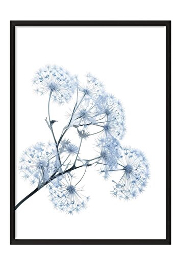 Postifull Blue Dandelion Framed Painting, Black Frame and Poster, Wall Painting Comfort Series No:108374