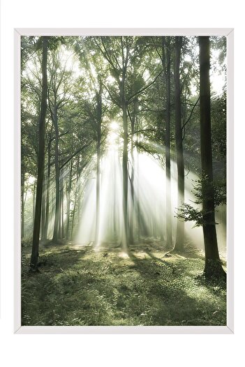 Postifull Morning Forest Framed Painting, White Frame and Poster, Wall Painting Comfort Series No:108399
