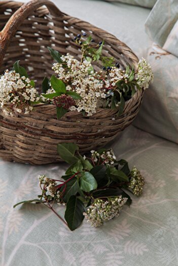 Apricitas HOME Single Elysian Sage Pique Set