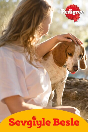 Pedigree Etli Seçenekleri 4'lü Poşet Köpek Paket Yaş Mam 400 G 4x