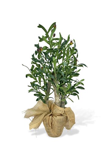 Nettenevime Yapay Çiçek Zeytin Ağacı 3 Gövdeli Plastik Siyah Saksıda 60cm Yapay Ağaç