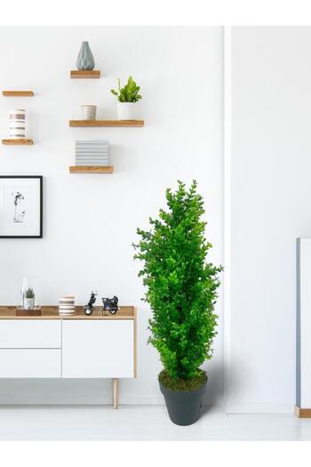 Nettenevime Yapay Çiçek Siyah Saksıda Yeşil Şimşir Ağacı 70*30cm