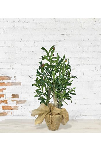 Nettenevime Yapay Çiçek Zeytin Ağacı 3 Gövdeli Plastik Siyah Saksıda 60cm Yapay Ağaç
