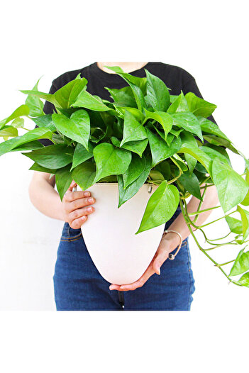 Generic Planting auto watering pot hanging D09 2.2L