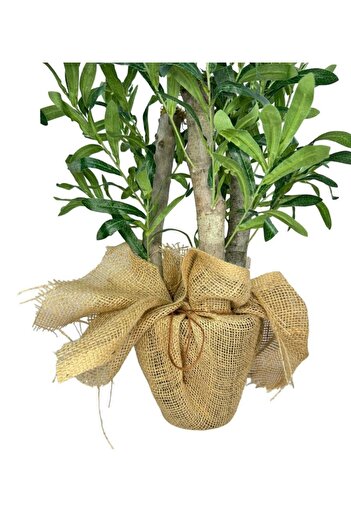 Nettenevime Yapay Çiçek Zeytin Ağacı 3 Gövdeli Plastik Siyah Saksıda 60cm Yapay Ağaç