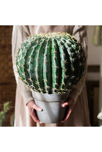 Nettenevime Yapay Çiçek Echinocactus Grusonii Altın Fıçı Kaktüs Siyah Saksıda 35*25m Cactüs Sk4010s