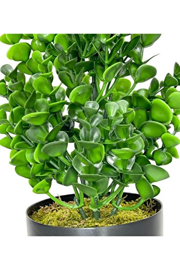 Nettenevime Yapay Çiçek Siyah Saksıda Jumbo Şimşir Dekoratif Süs Çiçeği