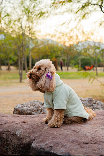 Buddy Store Cat & Dog Apparel Sweatshirt - Tasmanian Devil Printed Water Green Sweatshirt