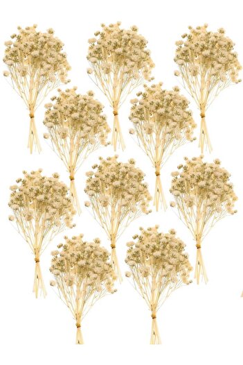 Nettenevime Σετ 10 Dry Flower Natural CREAM Cipso Shocked Μη Απορριμμένο