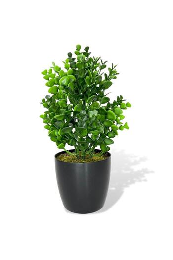 Nettenevime Τεχνητό λουλούδι Jumbo Boxwood Διακοσμητικό λουλούδι σε μαύρη γλάστρα