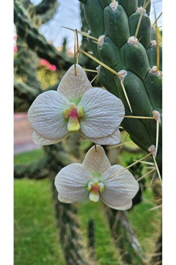 PÖTİLİKARE Orchid Earrings - Polymerclay Handmade