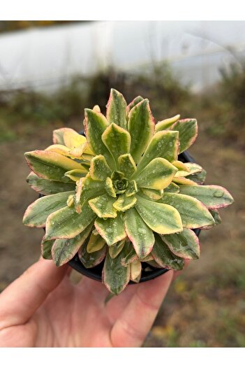 SukuLand Aeonium bronze medal variegata koleksiyonluk özel tür sukulent 10cm saksıda