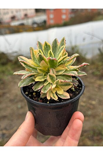 SukuLand Aeonium bronze medal variegata koleksiyonluk özel tür sukulent 10cm saksıda