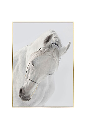 Homelux Canvas 50x70 Cm, Horse Ii