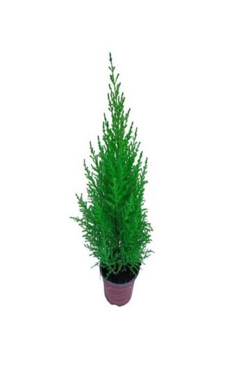 AnkaBahçe Limon Kokulu Limoni Servi Fidanı Saksili\tüplü 40-50cm (limoni Servi Çam Ağacı) Garantisi