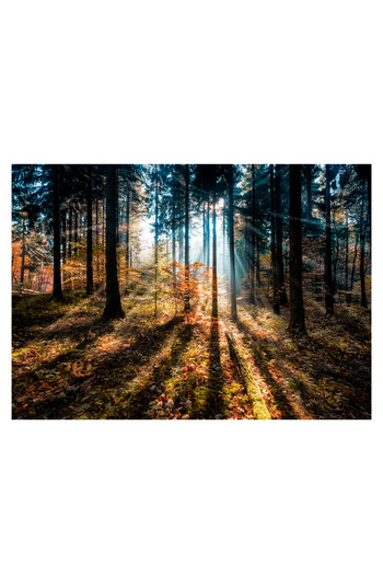 Homelux Canvas 79.5x109 Cm, Autumn Sunset, Glass