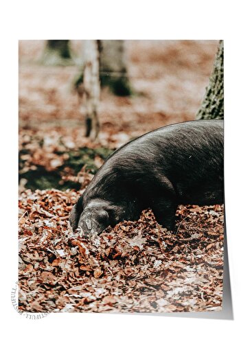 Postifull Rustic Unframed Poster, Scandinavian Brown Painting, No:418 Pigs Photo
