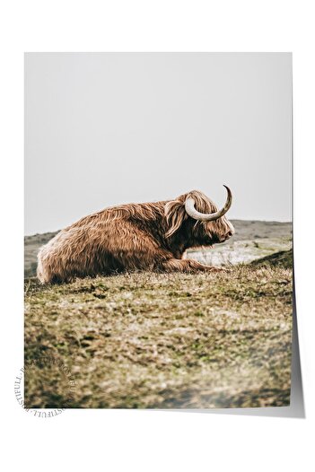 Postifull Rustic Unframed Poster, Scandinavian Brown Painting, No:445 Lying Cow Photo
