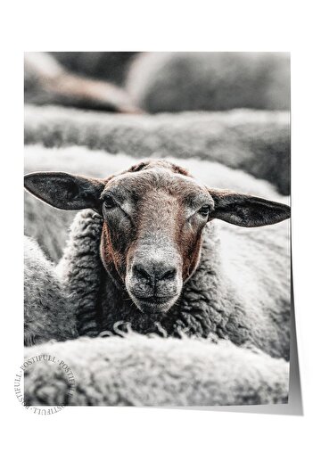 Postifull Rustic Unframed Poster, Scandinavian Brown Painting, No:270 Goat Photo, Vertical